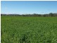 Mingoola, Tenterfield NSW 2372