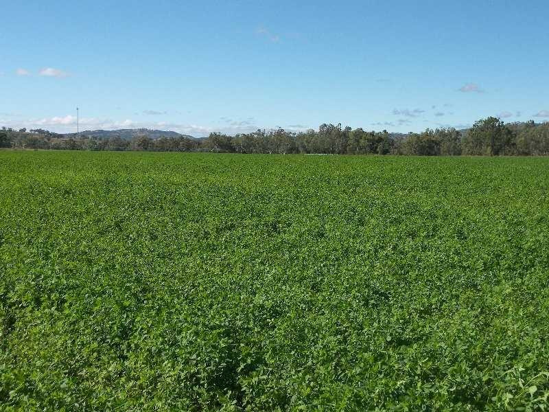 Mingoola, Tenterfield NSW 2372