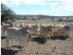 Lot/00 Texas-Stanthorpe Rd, Texas NSW 4385