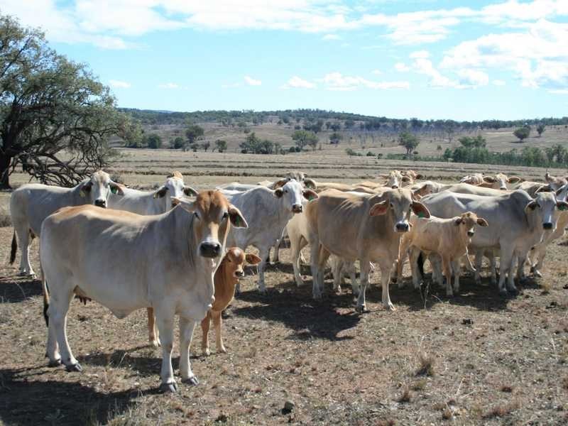 Lot/00 Texas-Stanthorpe Rd, Texas NSW 4385