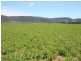 Tenterfield NSW 2372