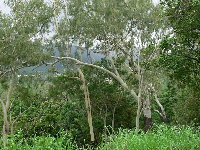 Lot 62 Black Rd, Riordanvale QLD 4800