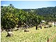 Lot 43 Rainbow Place, Jubilee Pocket QLD 4802
