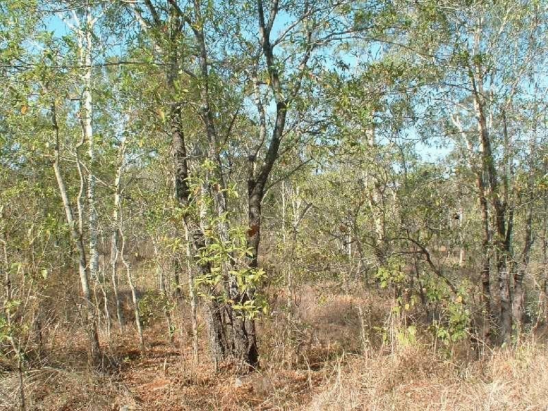 117 Lelona Drive, Bloomsbury QLD 4799