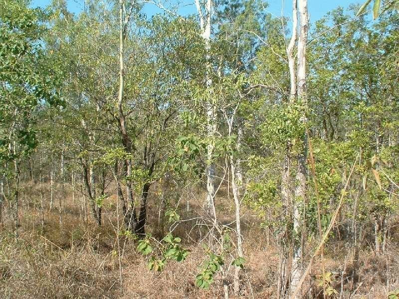 117 Lelona Drive, Bloomsbury QLD 4799