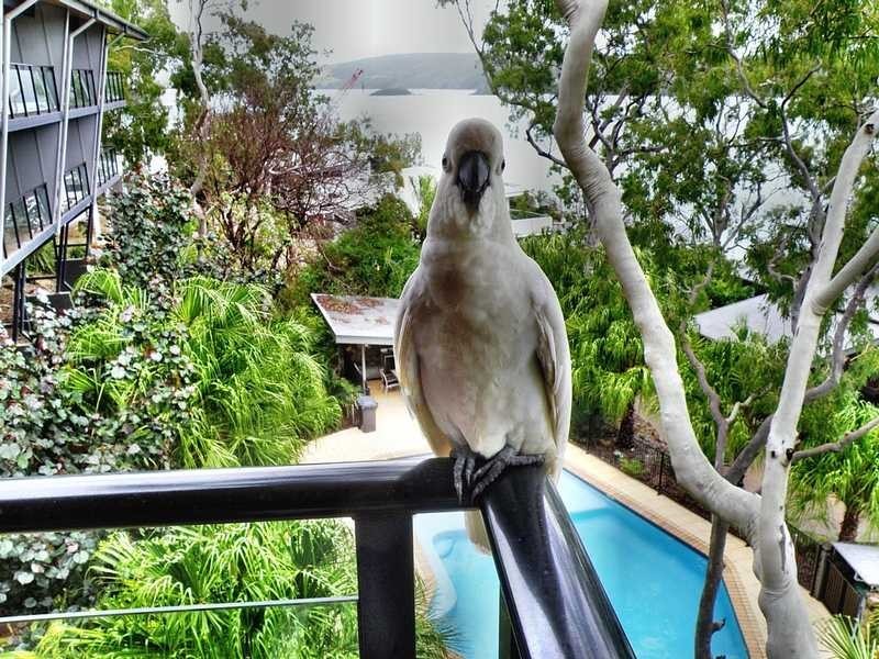 Unit 1/5 Acacia Drive, Hamilton Island QLD 4803