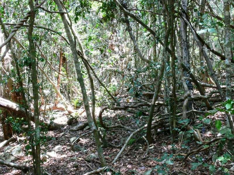 Lot 18/ Star Drive, Sugarloaf QLD 4800