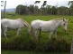 14015 Bruce Highway, Gregory River QLD 4800