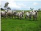 1594 Crystalbrook Rd, Crystal Brook QLD 4800