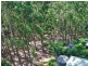 104 Chevallum Road, Palmwoods QLD 4555