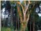 9 Dixon Road, Buderim QLD 4556