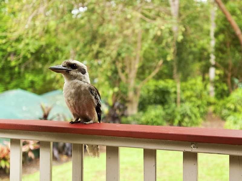 74 Myla Road, Landsborough QLD 4550