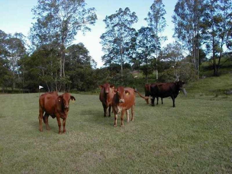99 Simba Road, West Woombye QLD 4559