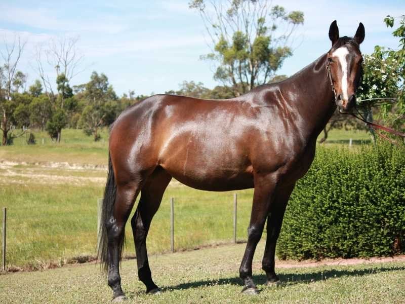 246 Paskins Road, Palmwoods QLD 4555