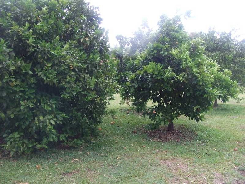 2 Palm Grove Court, Palmwoods QLD 4555