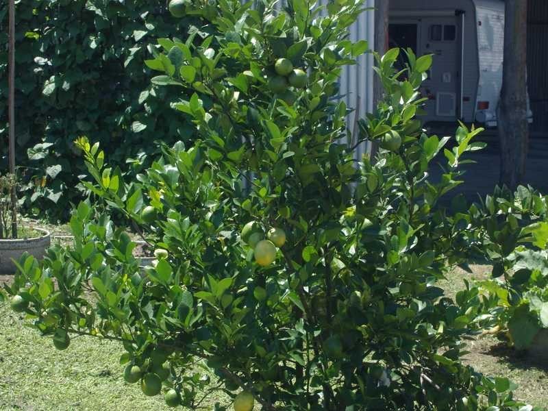 East Gresford NSW 2311