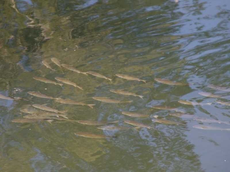 63 Allyn River Rd, East Gresford NSW 2311