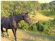 725H Lambs Valley Road, Lambs Valley NSW 2335