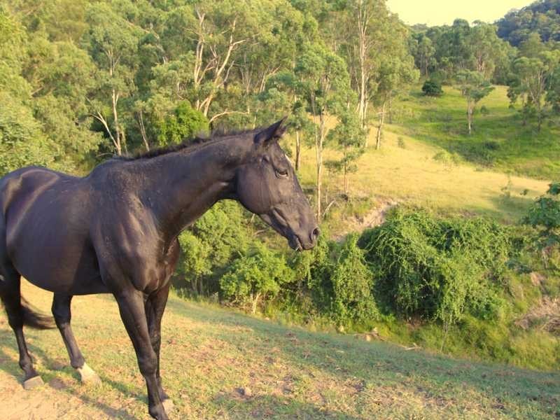 725H Lambs Valley Road, Lambs Valley NSW 2335