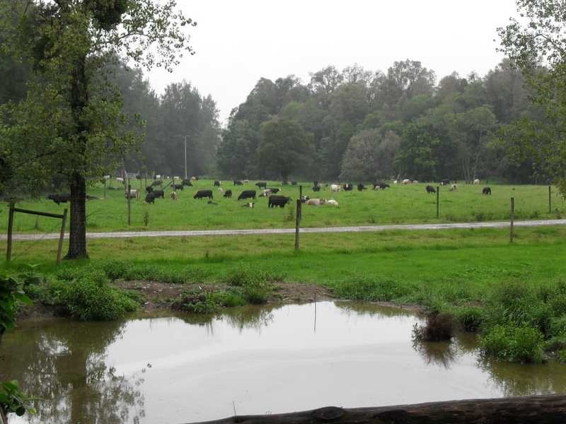 East Gresford NSW 2311