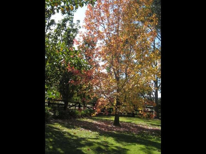 198 Torryburn Rd, East Gresford NSW 2311