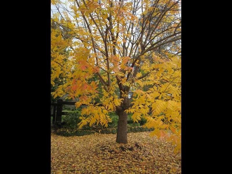 198 Torryburn Rd, East Gresford NSW 2311