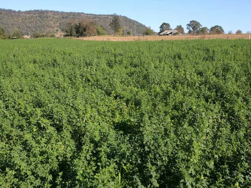 198 Torryburn Rd, East Gresford NSW 2311