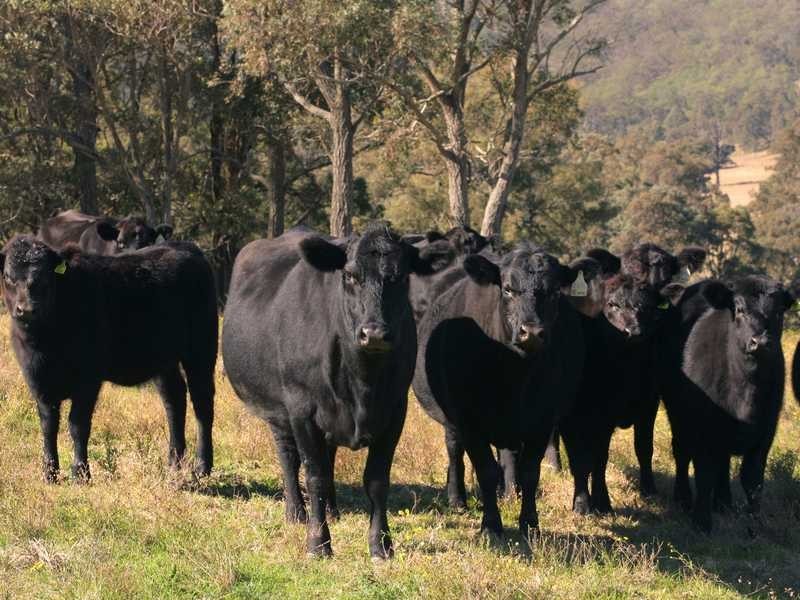 198 Torryburn Rd, East Gresford NSW 2311