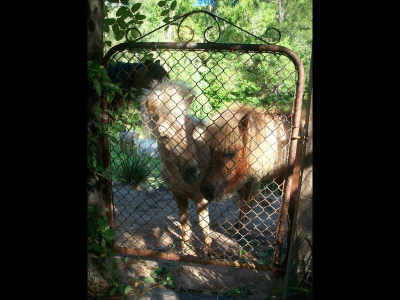 3 Dog Trap Creek Rd, East Gresford NSW 2311