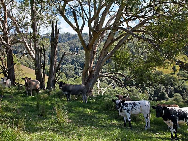 East Gresford NSW 2311