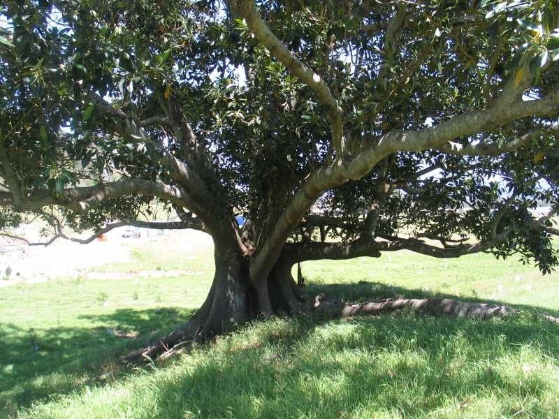 30 Oakland Court Avalon Downs, Dayboro QLD 4521