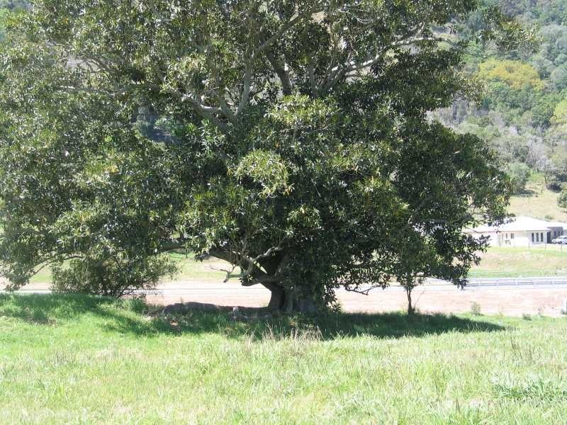 30 Oakland Court Avalon Downs, Dayboro QLD 4521