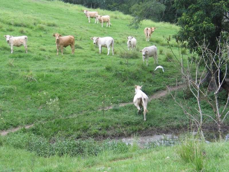 Laceys Creek Road, Dayboro QLD 4521