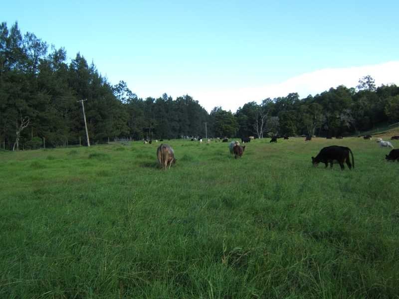East Gresford NSW 2311