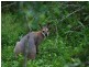 Mount Crosby QLD 4306