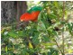 Upper Brookfield QLD 4069