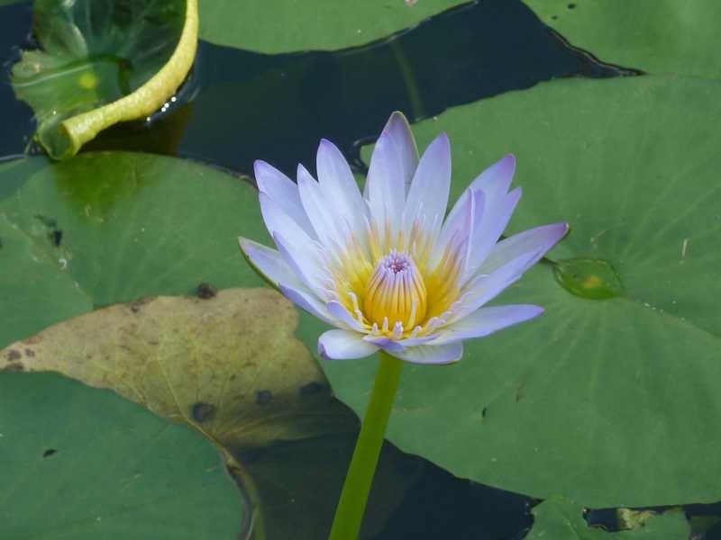 29 Dandys Court, Kholo QLD 4306