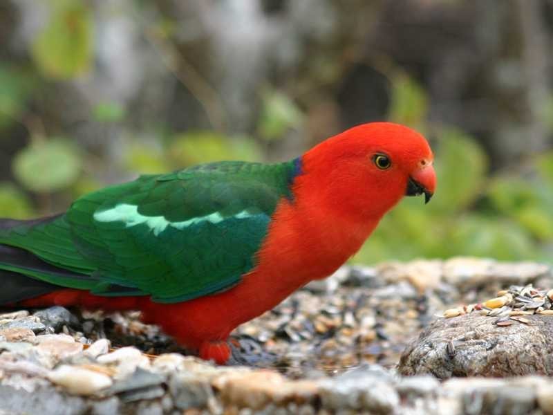 524 HAVEN ROAD, Upper Brookfield QLD 4069