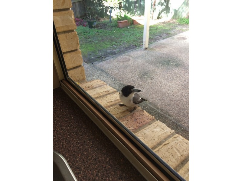 10 Glen court, Kenmore QLD 4069