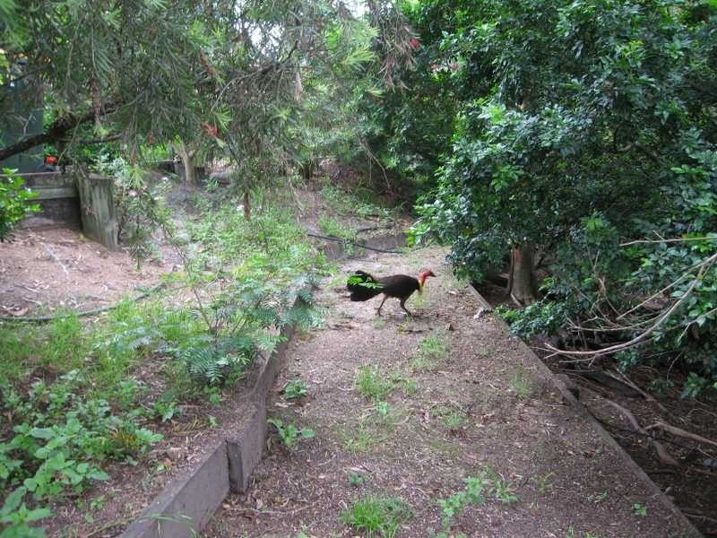 Chapel Hill QLD 4069