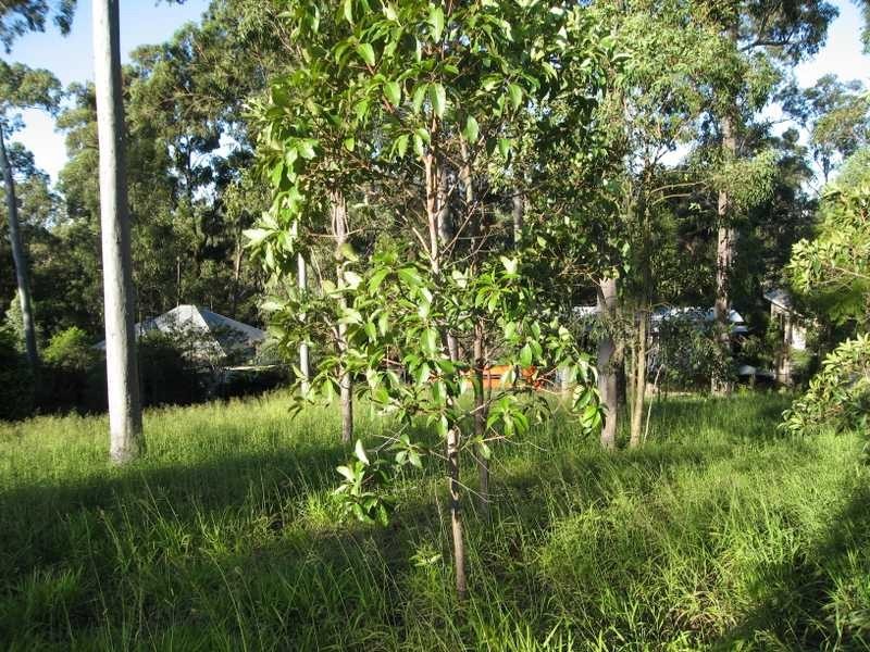 Fig Tree Pocket QLD 4069