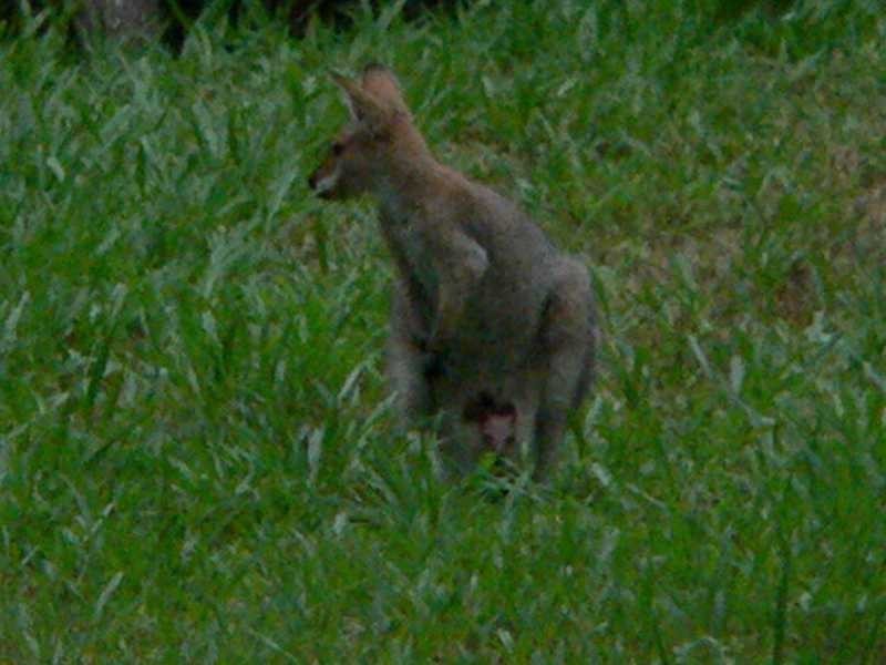 Kenmore Hills QLD 4069