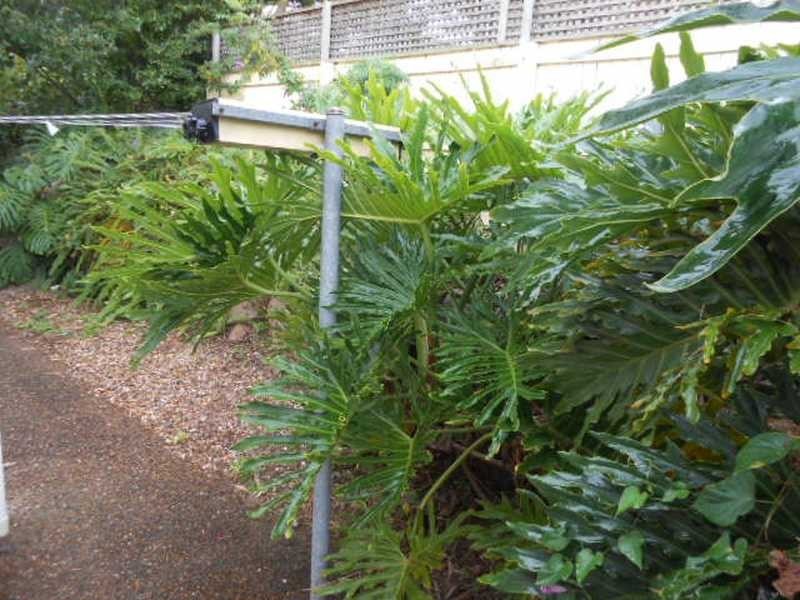 20 Glen Frew Street, Kenmore QLD 4069