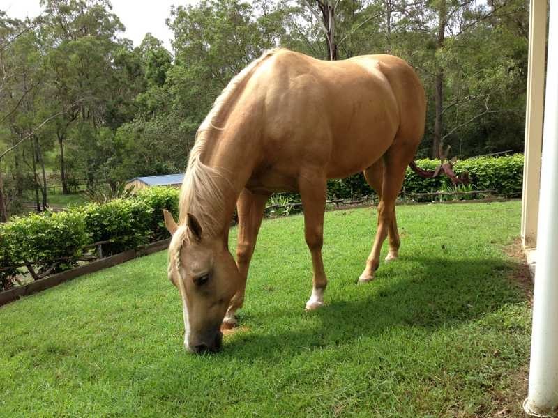 29 Dandys Court, Kholo QLD 4306