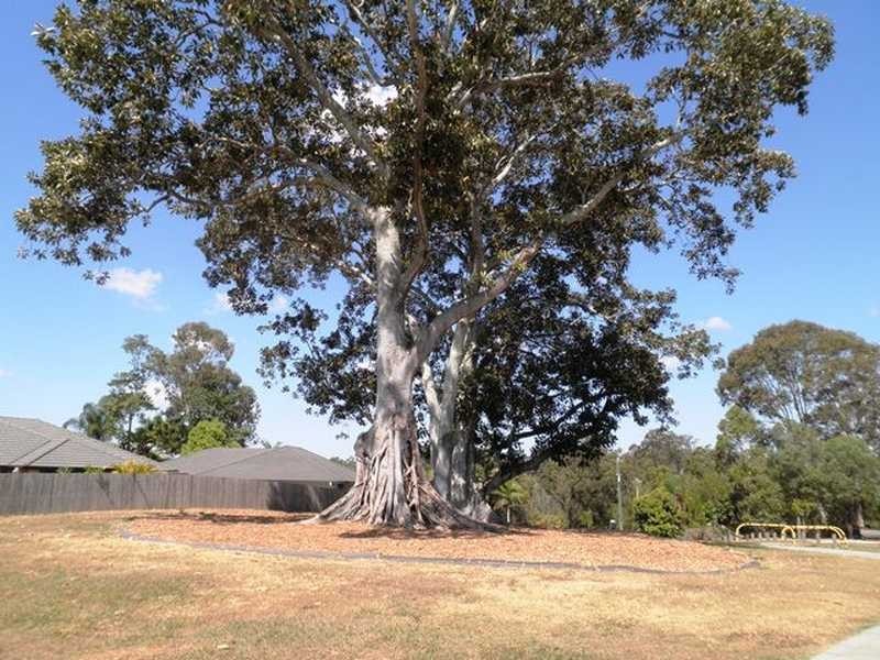 Kallangur QLD 4503