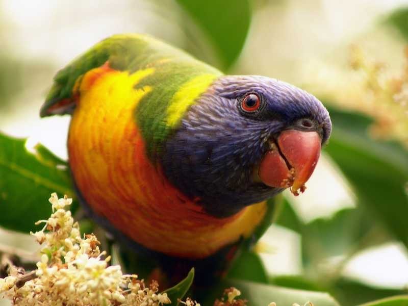 13 Lorikeet Court, Upper Caboolture QLD 4510