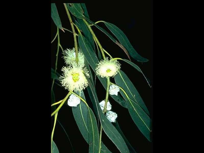 Lot 461/ Eucalyptus Street, Ningi QLD 4511