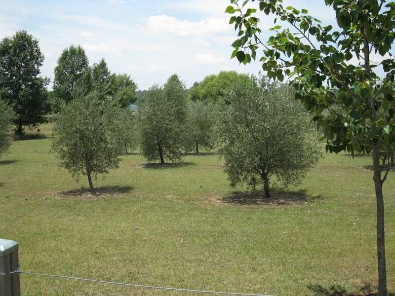 31-33 Braund Street, Armidale NSW 2350