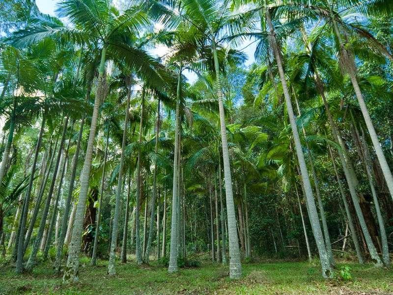 23 Evergreen Drive, Glenview QLD 4553