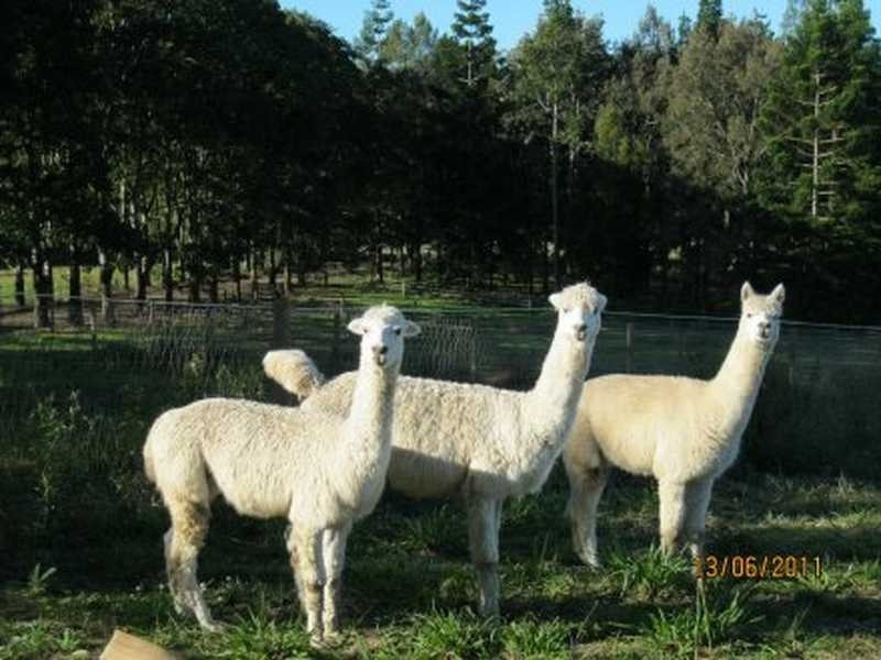 123 Old Peachester Road, Beerwah QLD 4519